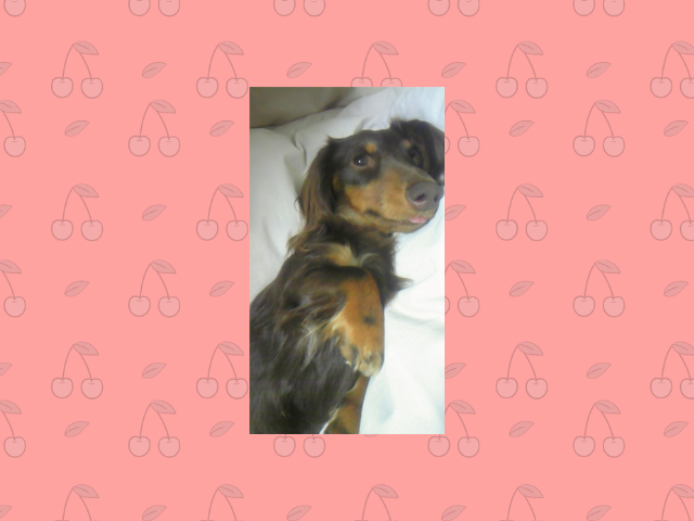 【犬ブログ】ちょこら展
