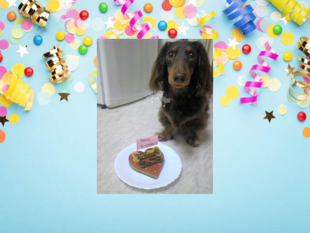 【犬ブログ】ちょこら、3歳になりました!