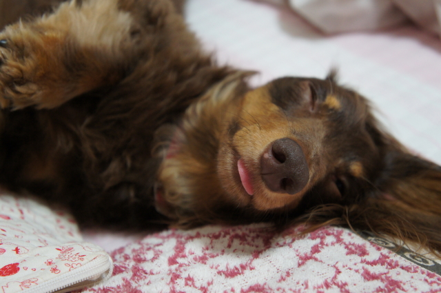 【犬ブログ】ねぞうw